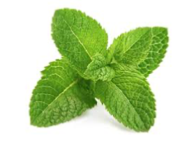 Menta