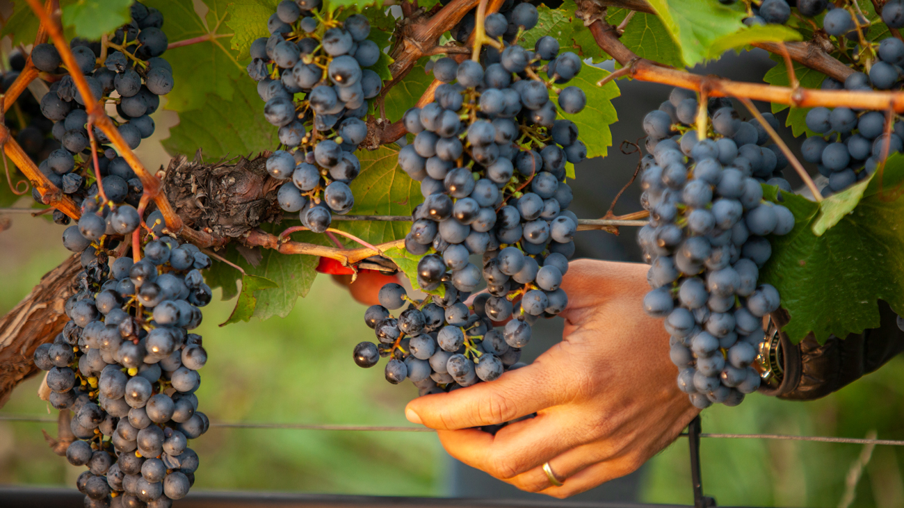 Vino tinto malbec