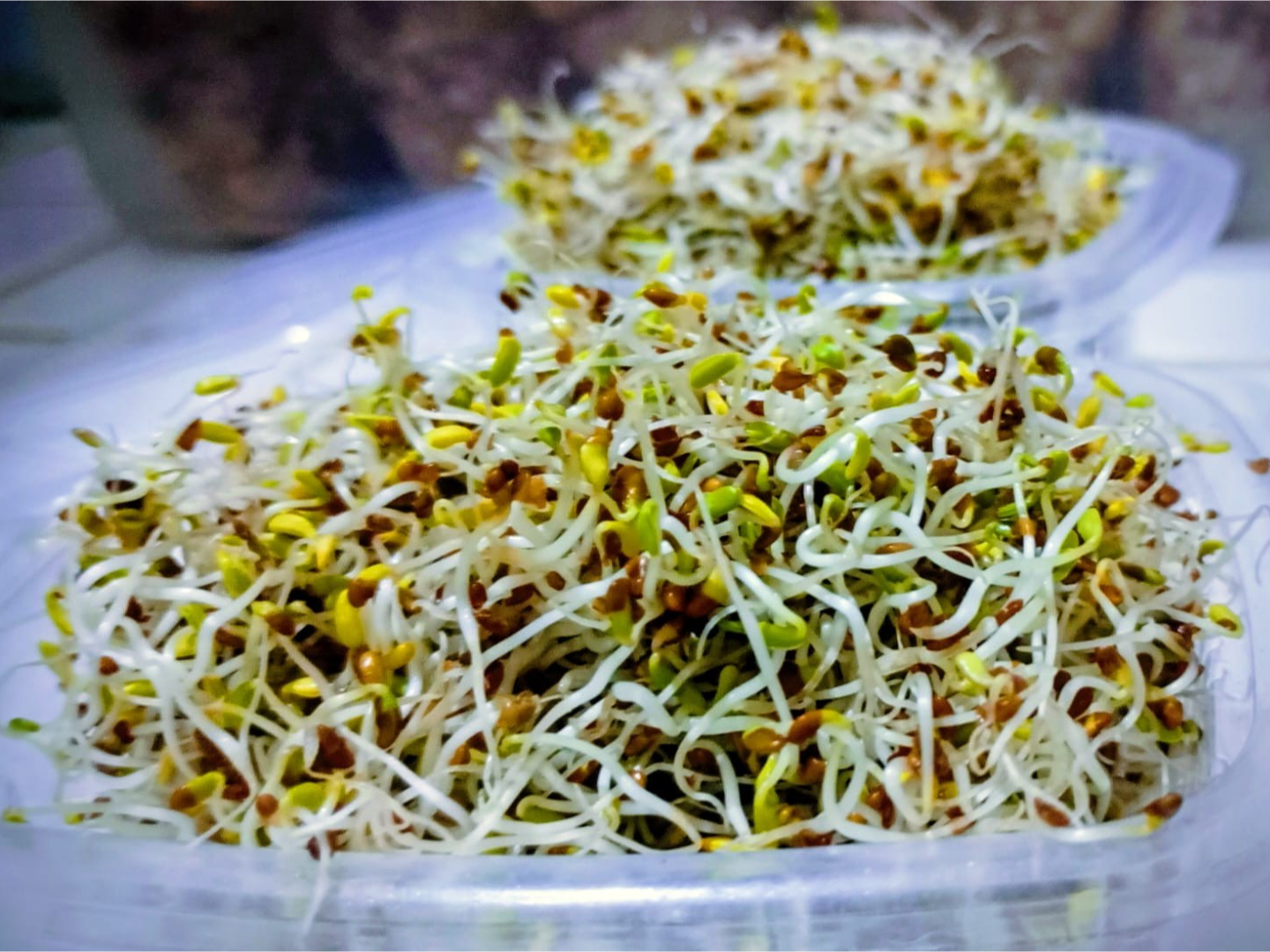 Brotes de alfalfa