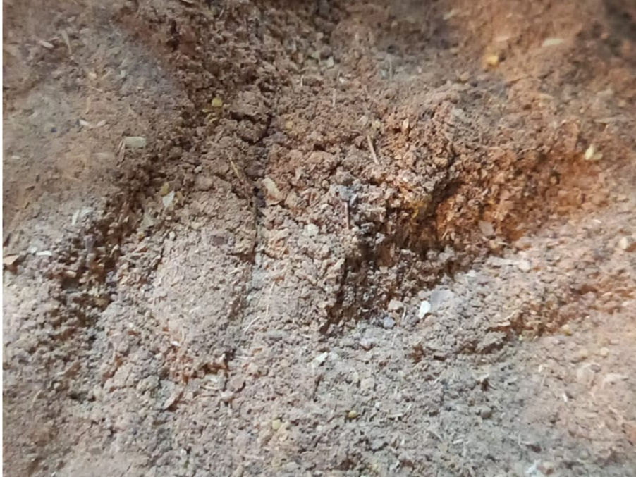 Harina de algarroba