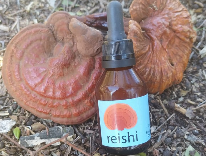 Reishi (Ganoderma lucidum)