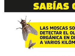Veneno para Moscas en Polvo