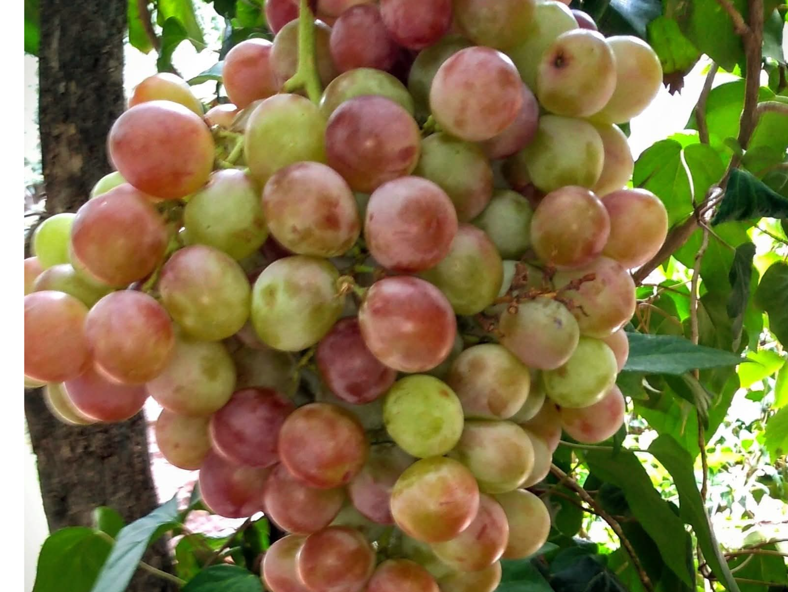 Uva negra cereza x kg