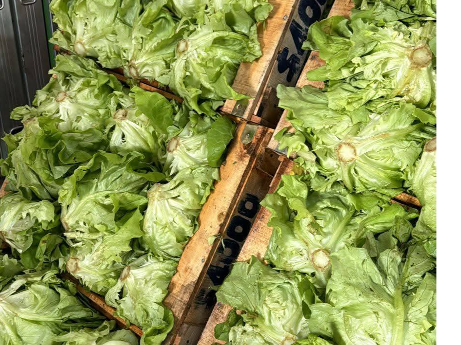 Lechuga mantecosa x kg