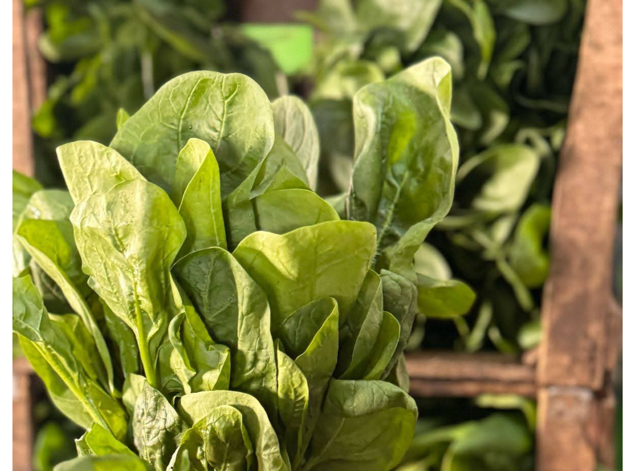 Espinaca verde x un