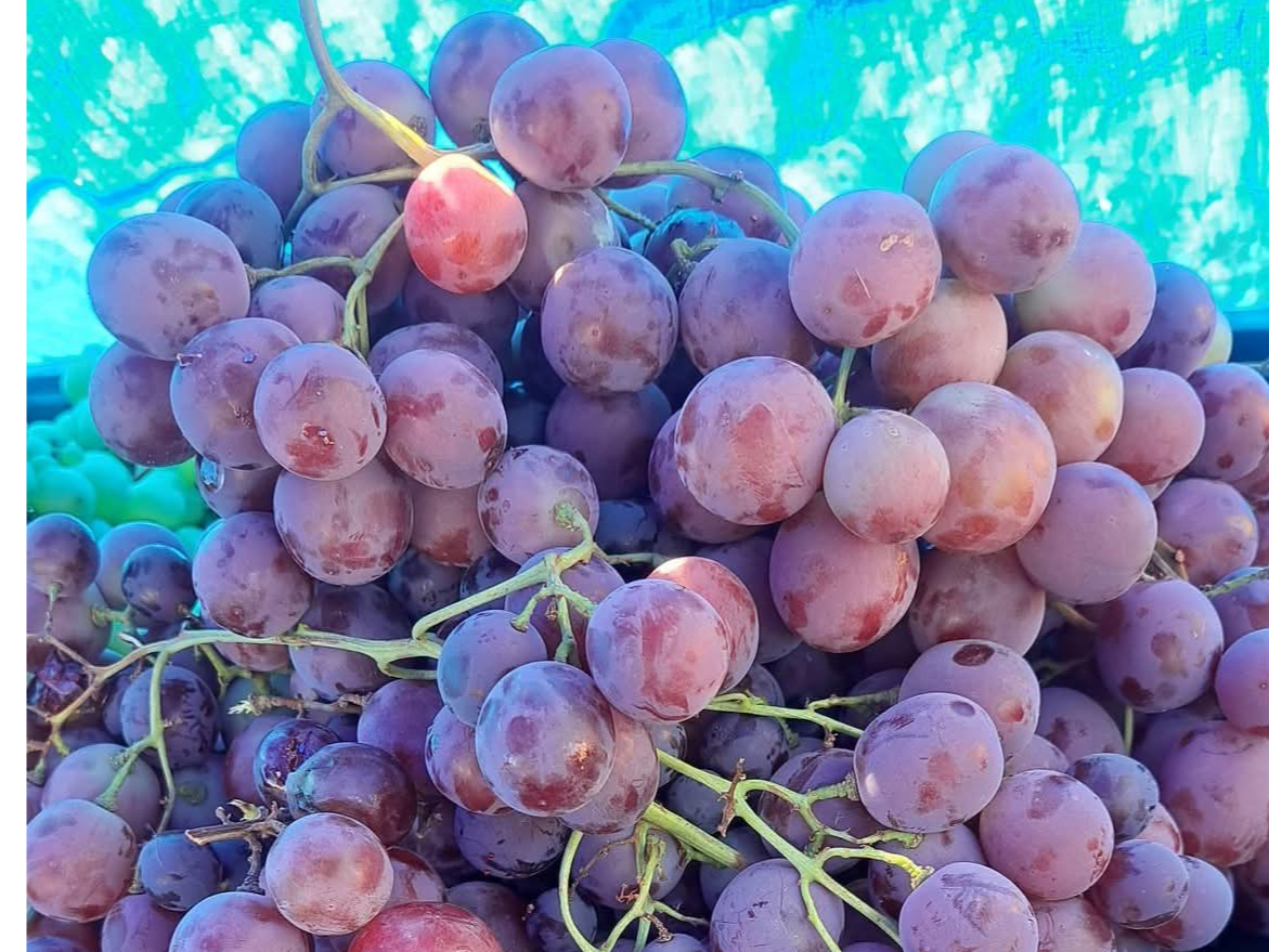 Uva rosada glove x kg
