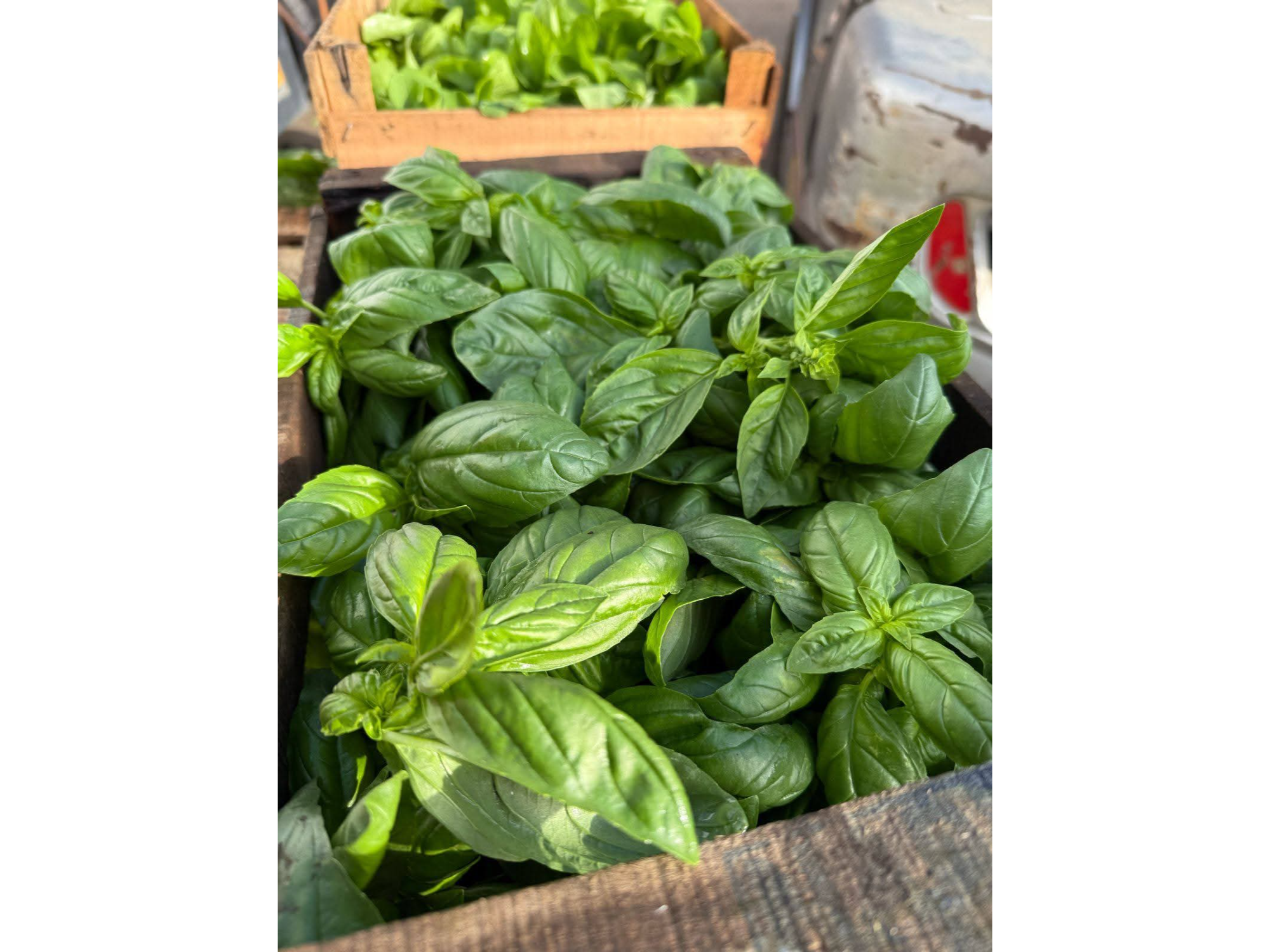 Albahaca fresca x unidad