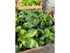 Albahaca fresca x unidad