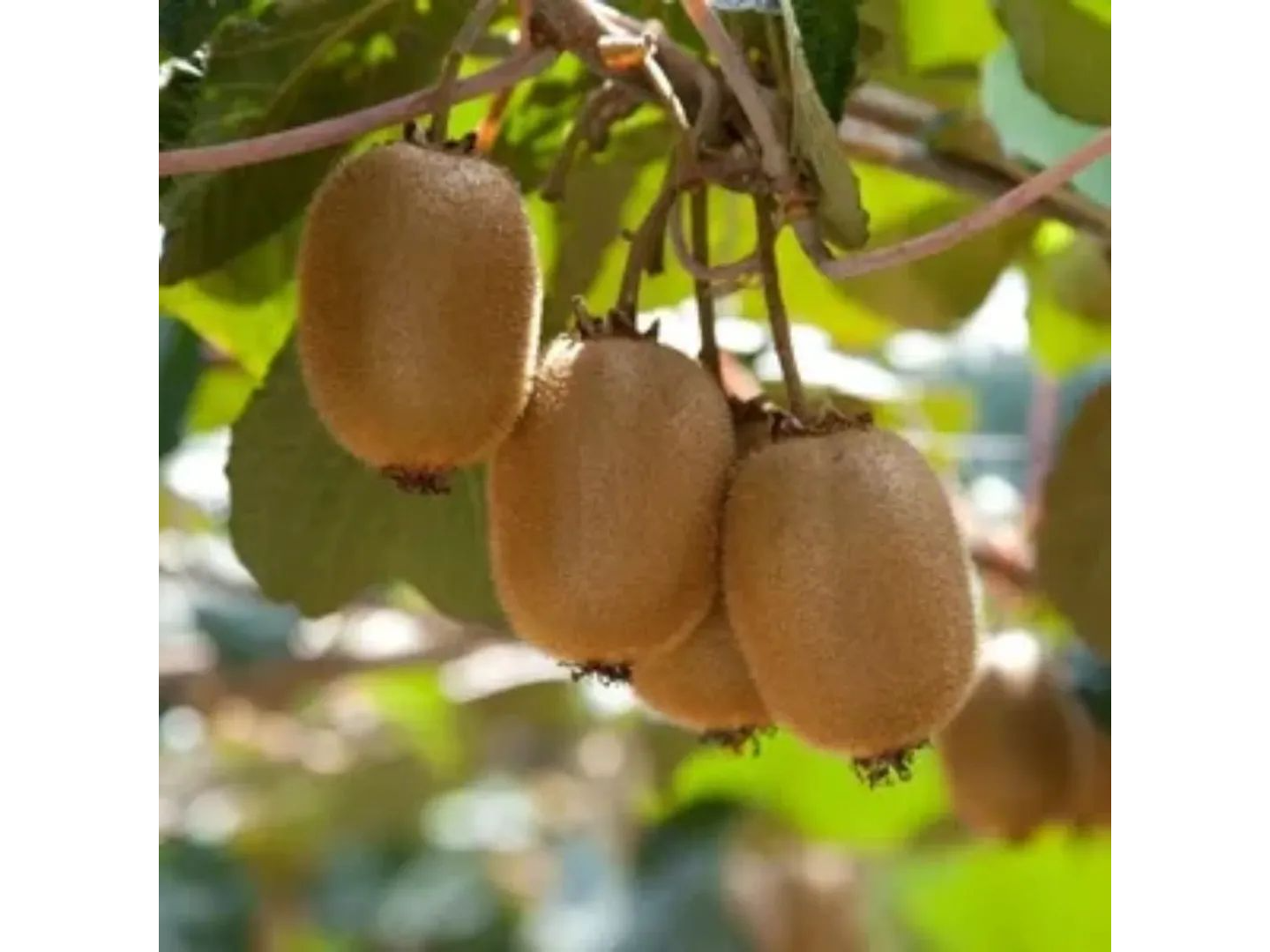 Kiwi ecuador x kg