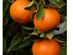Mandarina dancy