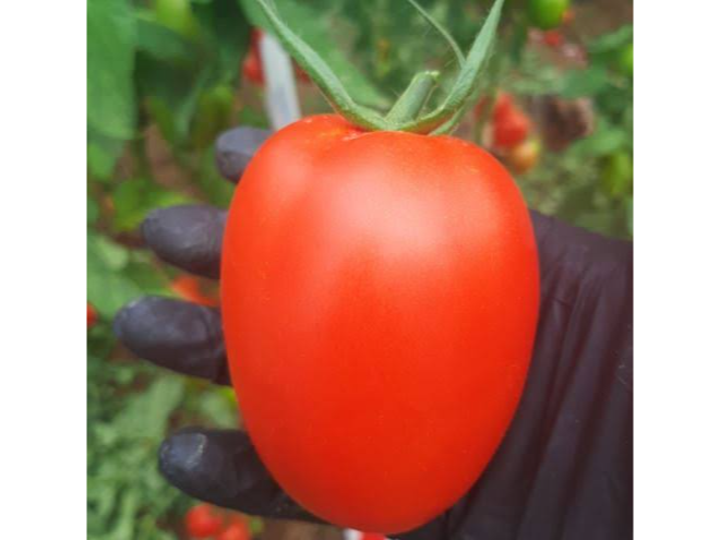 tomate perita gran 2kg