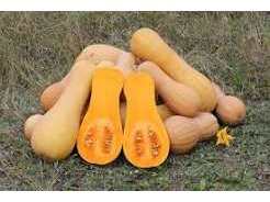 calabacin