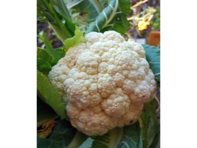 coliflor 2un