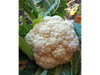 coliflor 2un