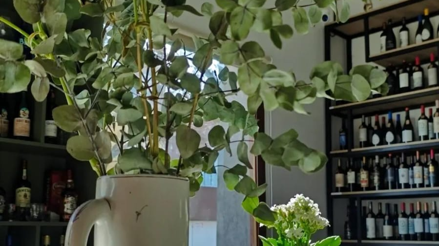 GASEOSAS, SABORIZADAS Y ENERGIZANTES