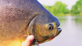 PESCADO DE RIO