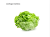 LECHUGA MANTECA