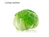 LECHUGA REPOLLADA