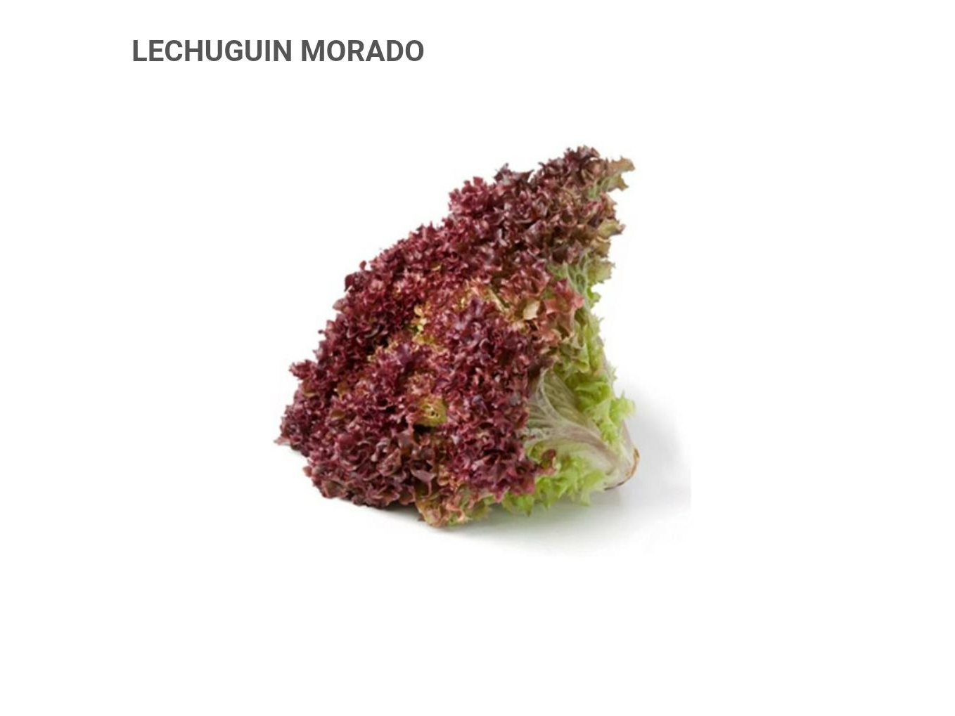 LECHUGUIN MORADO