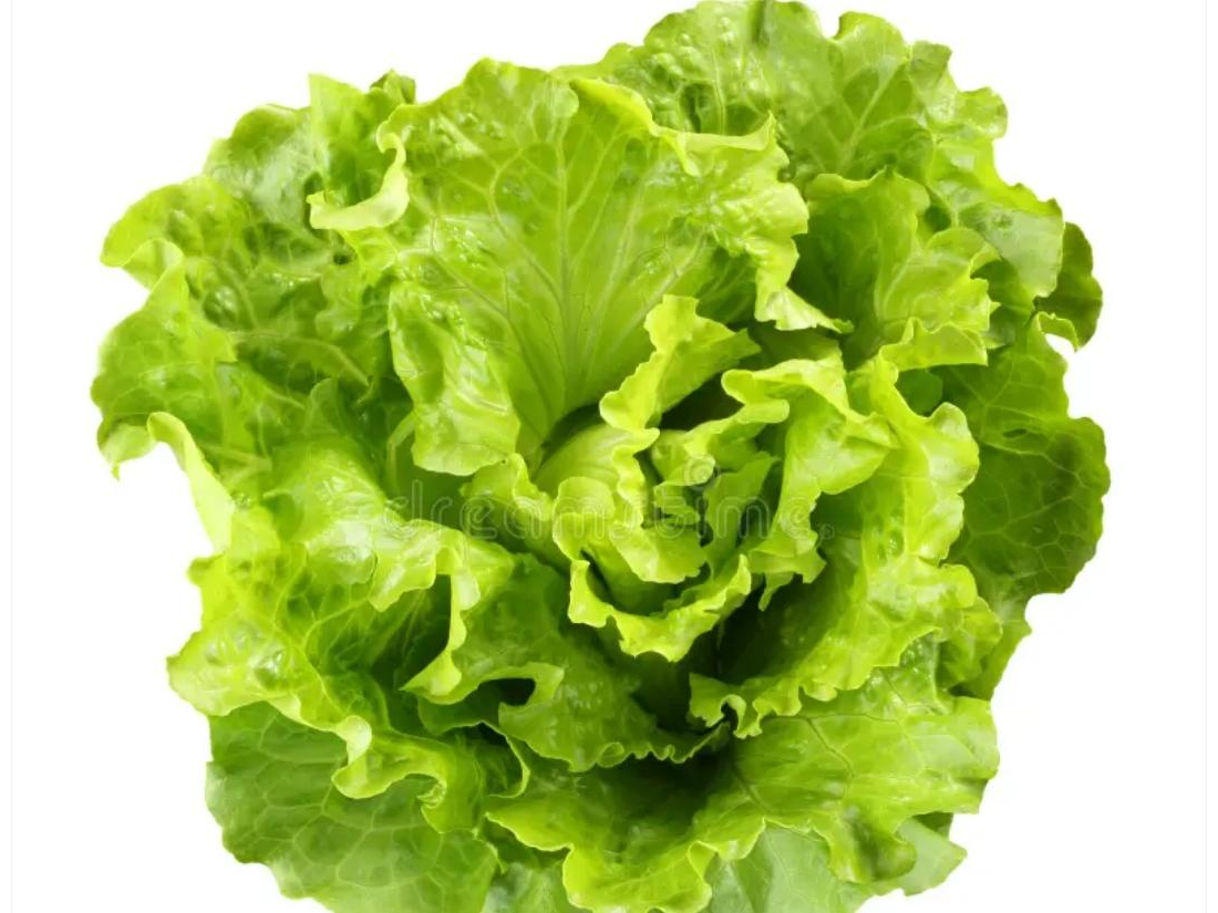 LECHUGA CRIOLLA