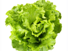 LECHUGA CRIOLLA