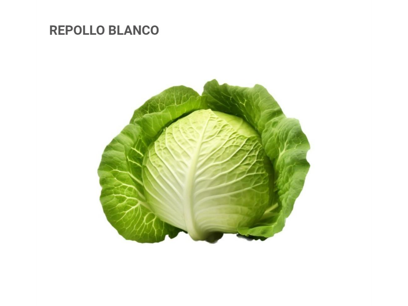 REPOLLO BLANCO