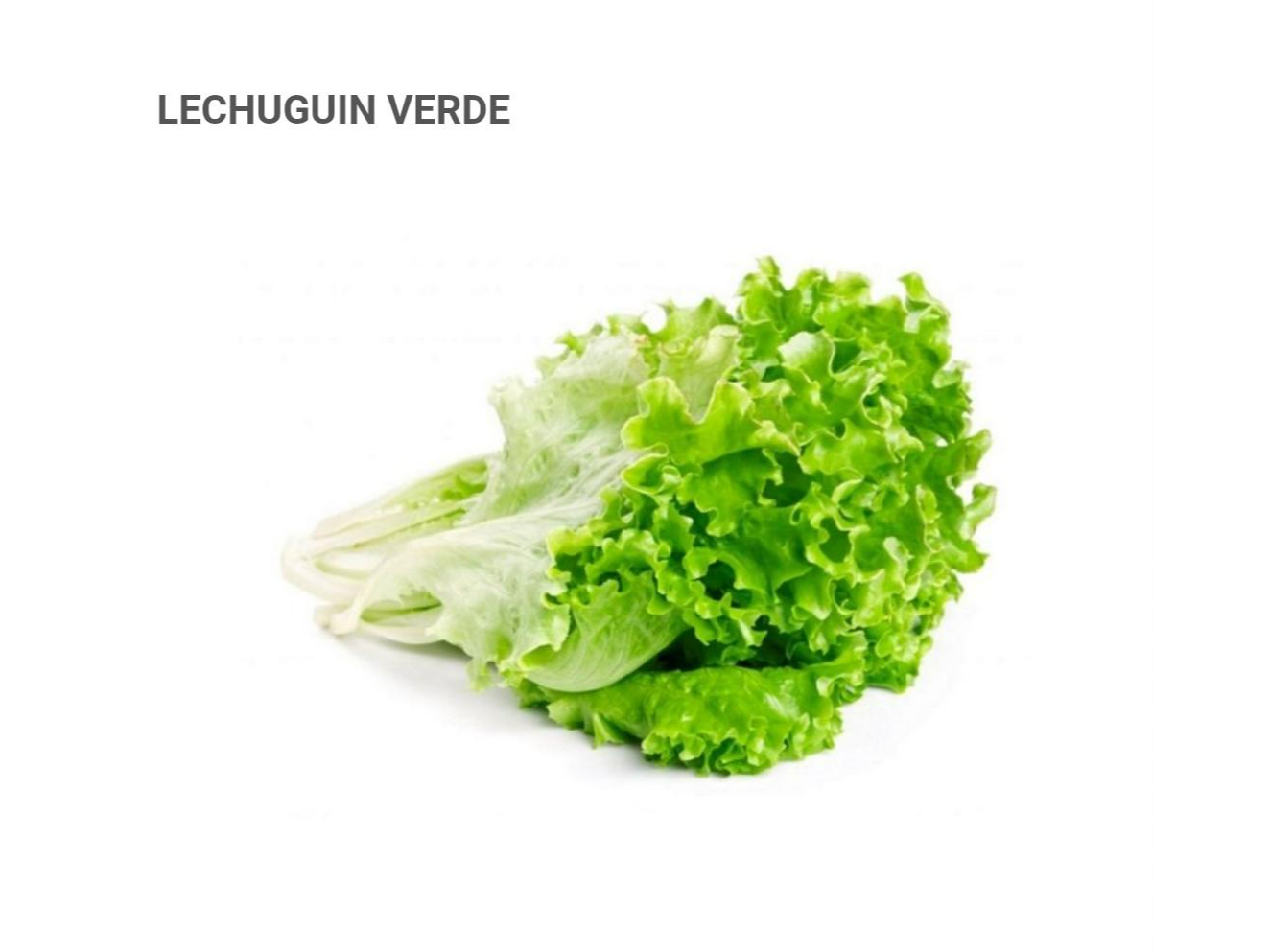 LECHUGUIN VERDE