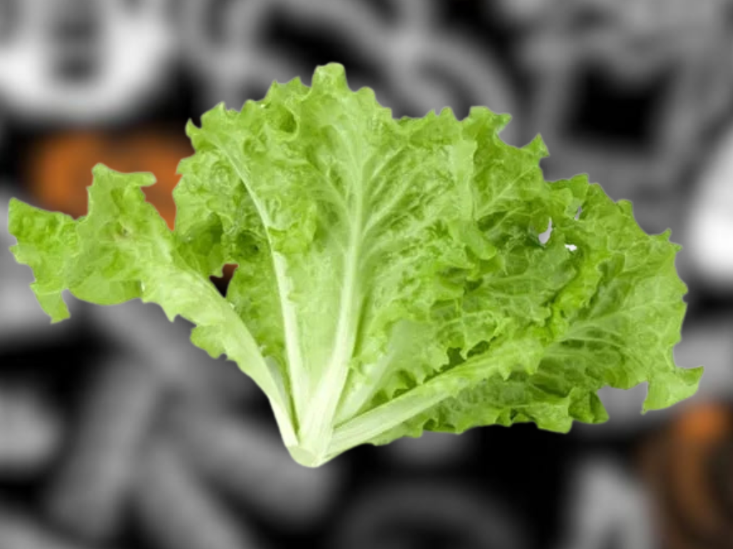 Planta Lechuga