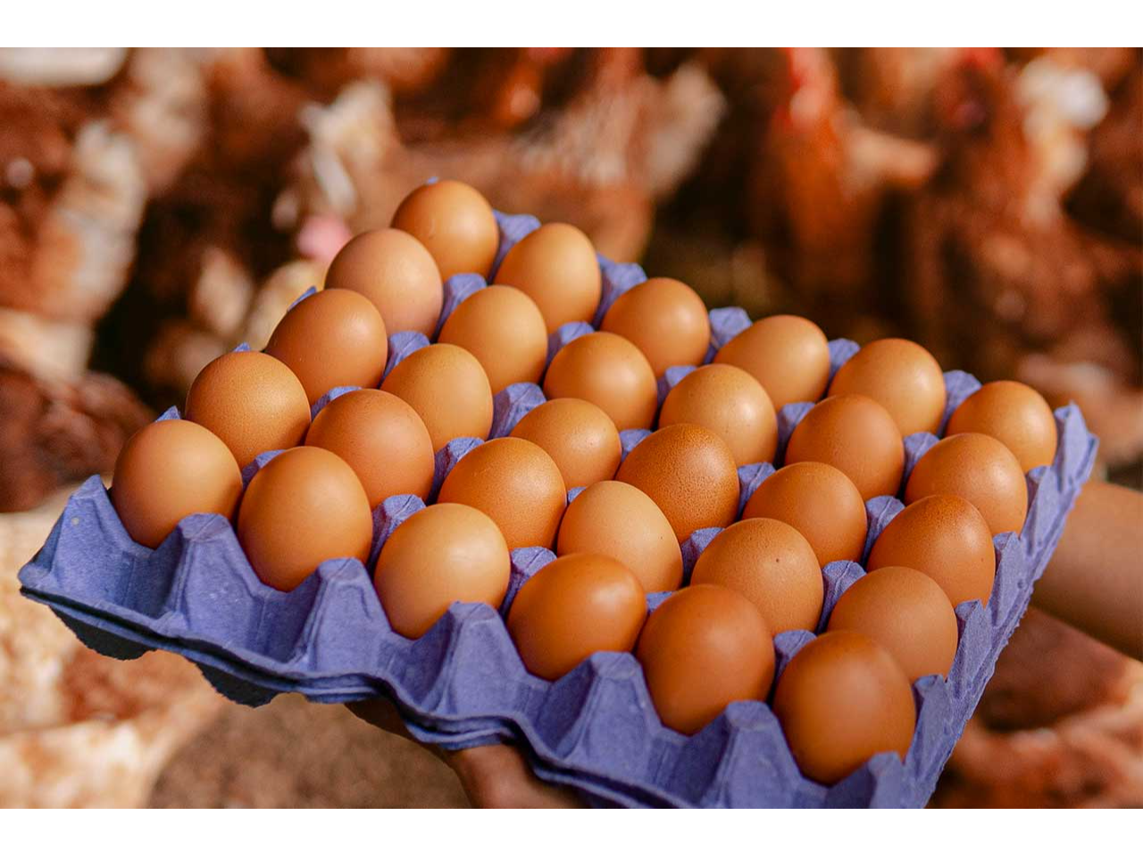 CAJON DE HUEVOS de Rey Pollo