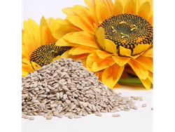 Semilla de Girasol