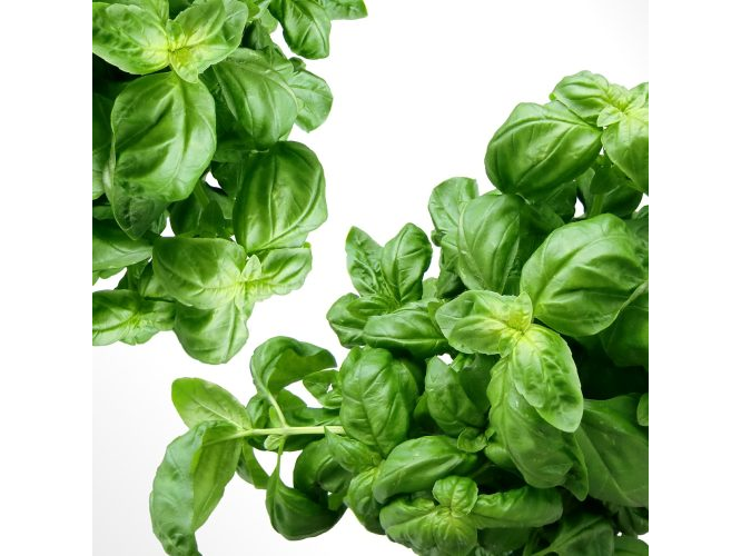 ALBAHACA X UN.