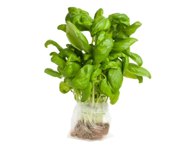ALBAHACA HIDRO X UN.