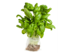 ALBAHACA HIDRO X UN.