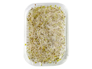 BROTES ALFALFA X UN. de Maracuya