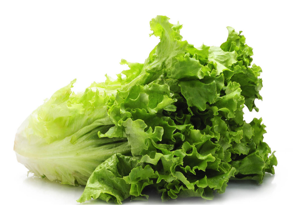 LECHUGA CRESPA