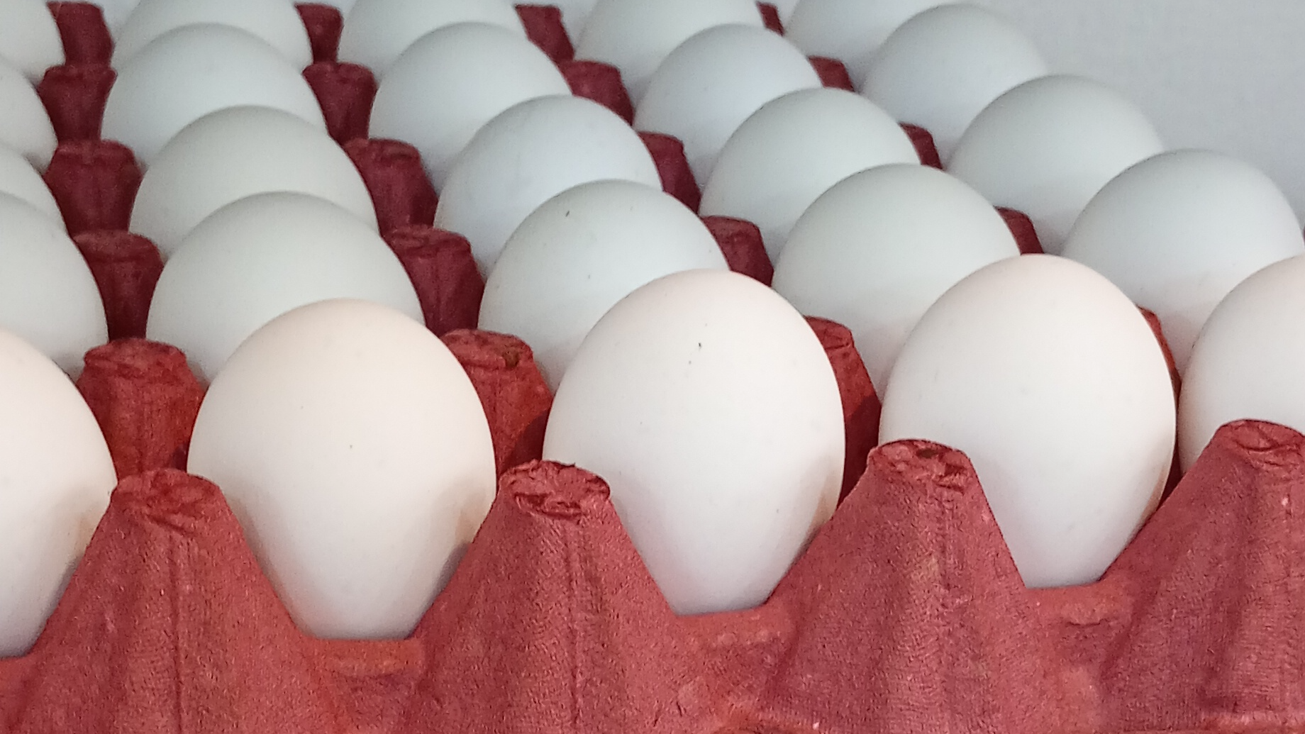 HUEVOS