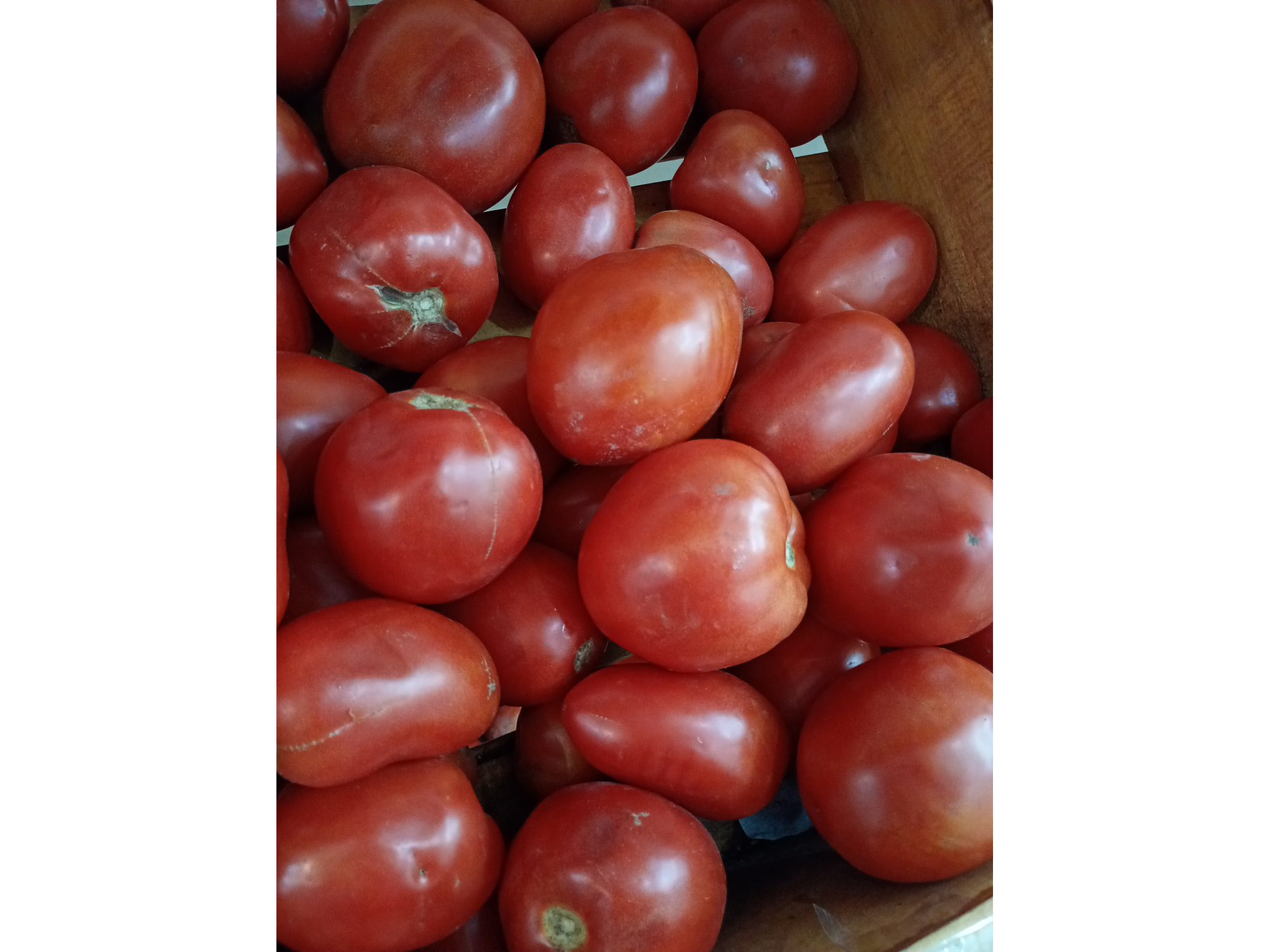 Tomate