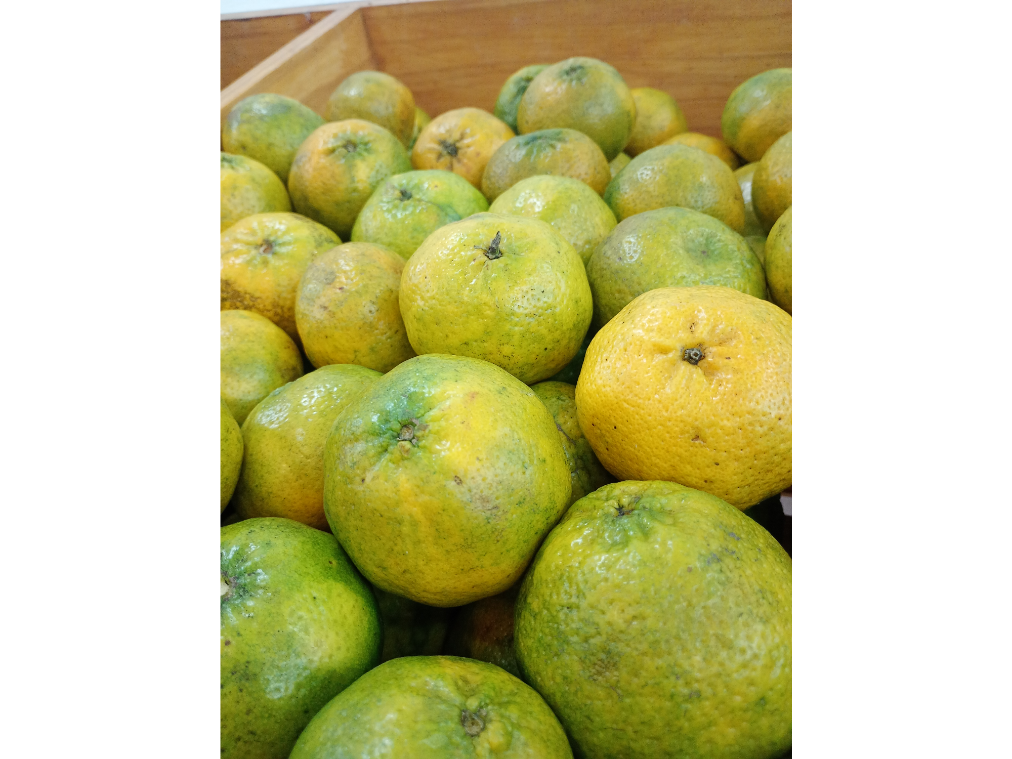 Mandarina criolla