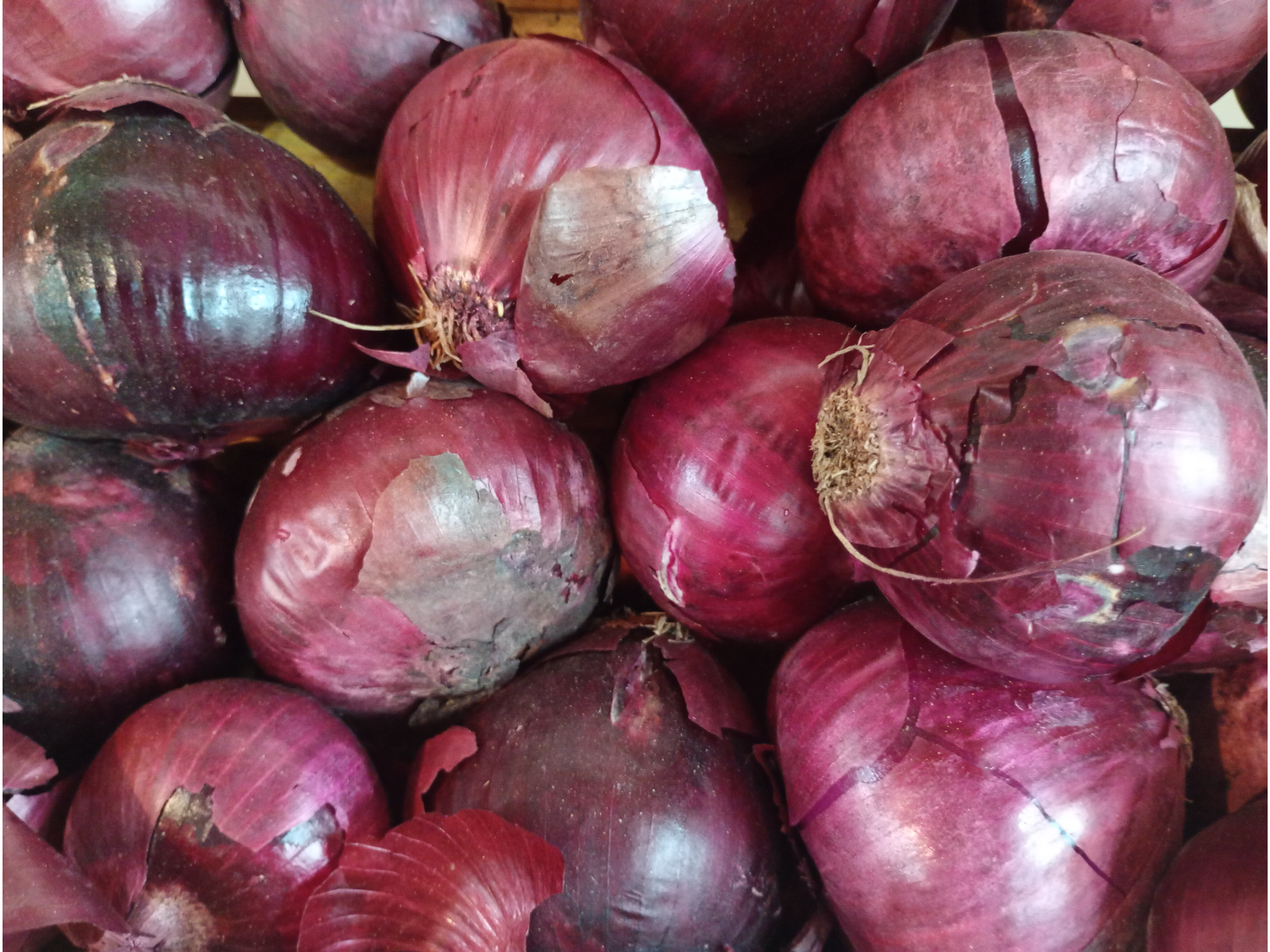 Cebolla Morada