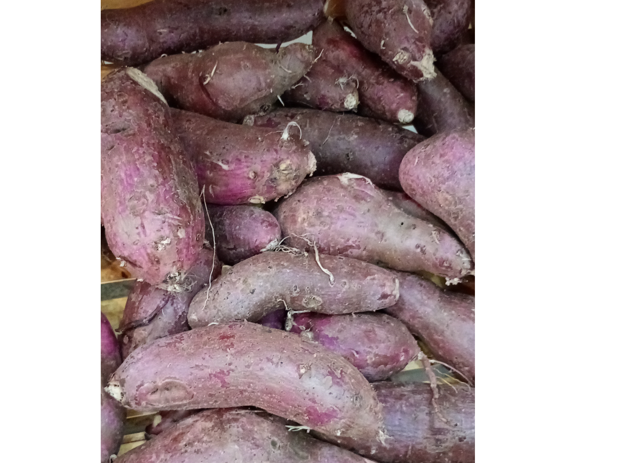 Batata