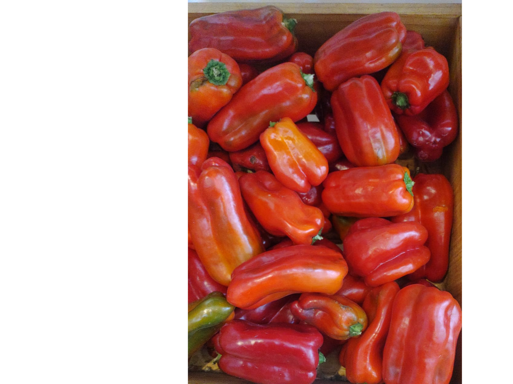 Pimiento Rojo