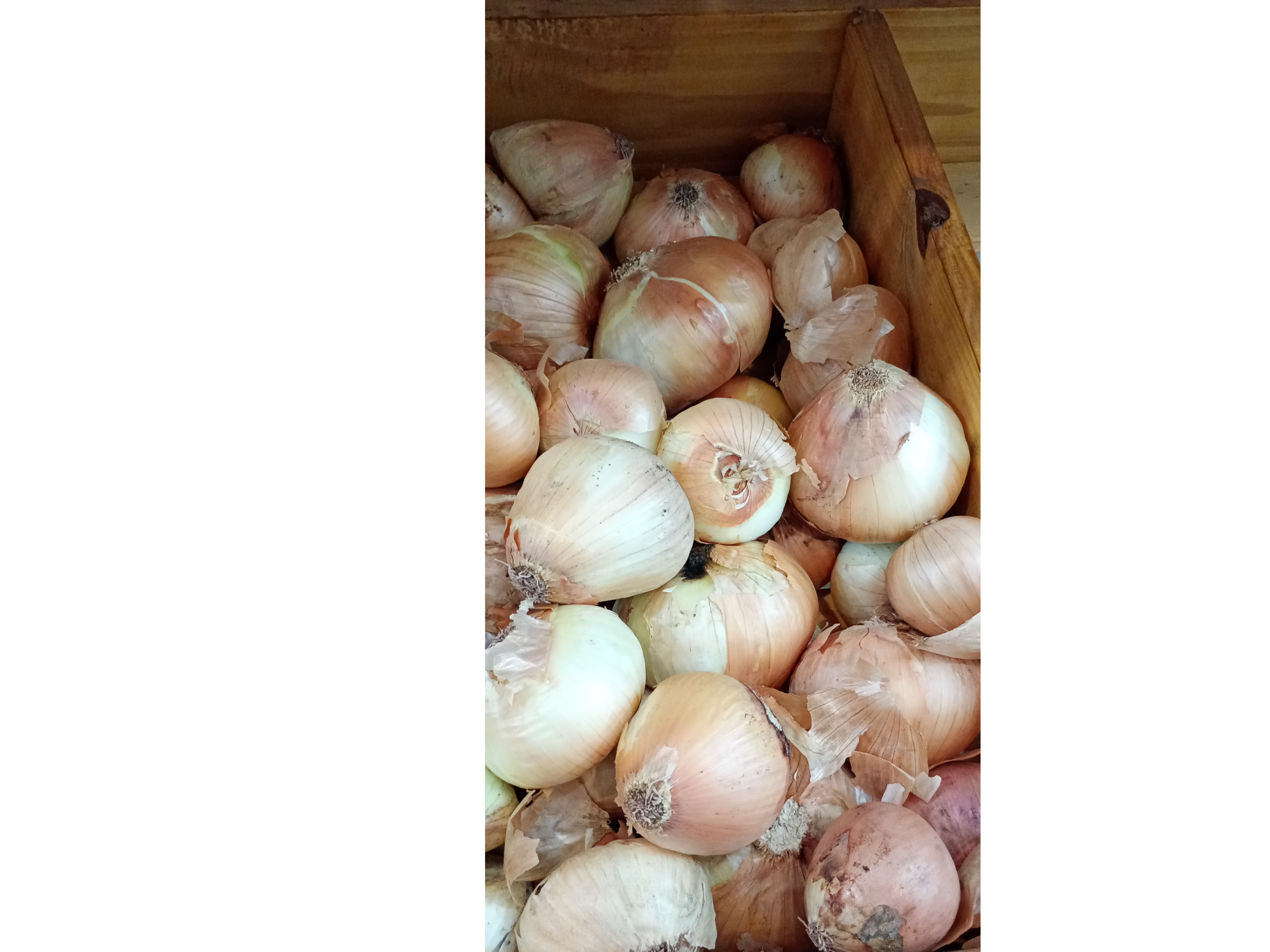 Cebolla