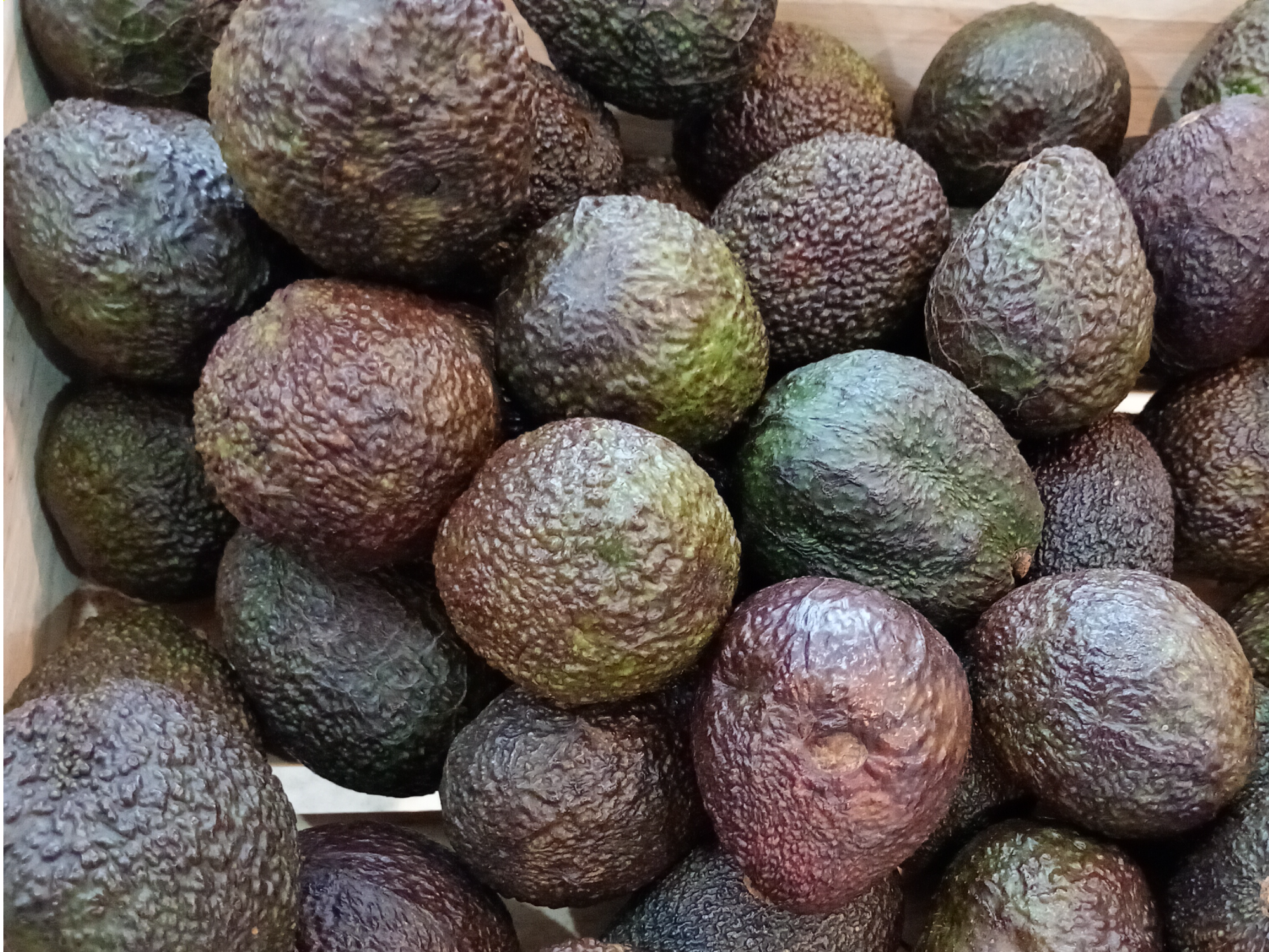 Palta hass