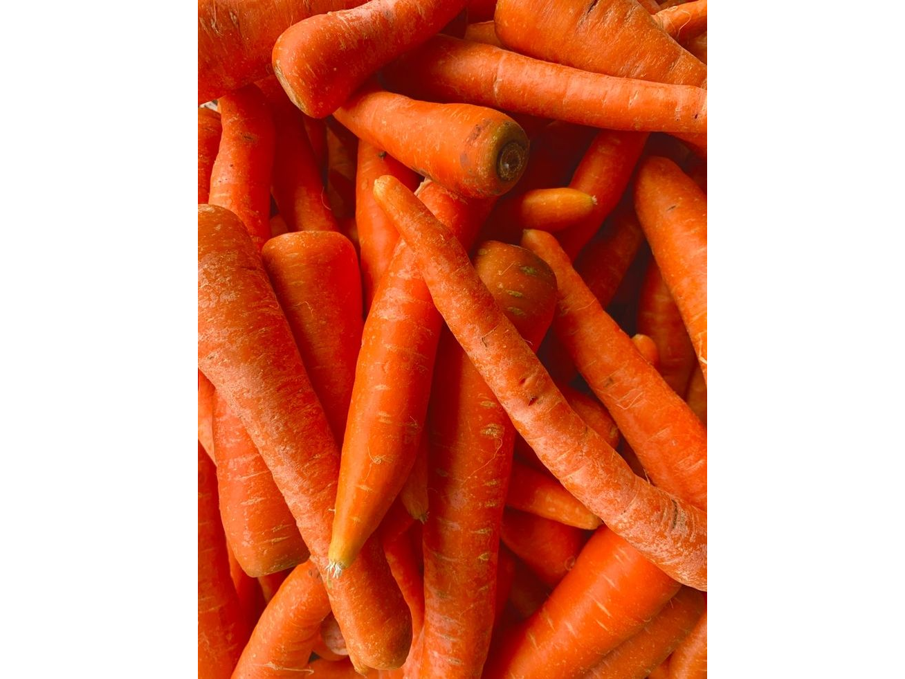 Zanahoria