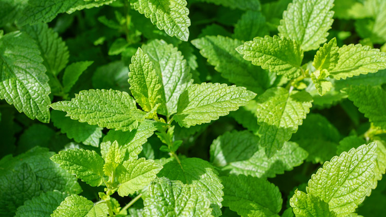 Hierbas Medicinales