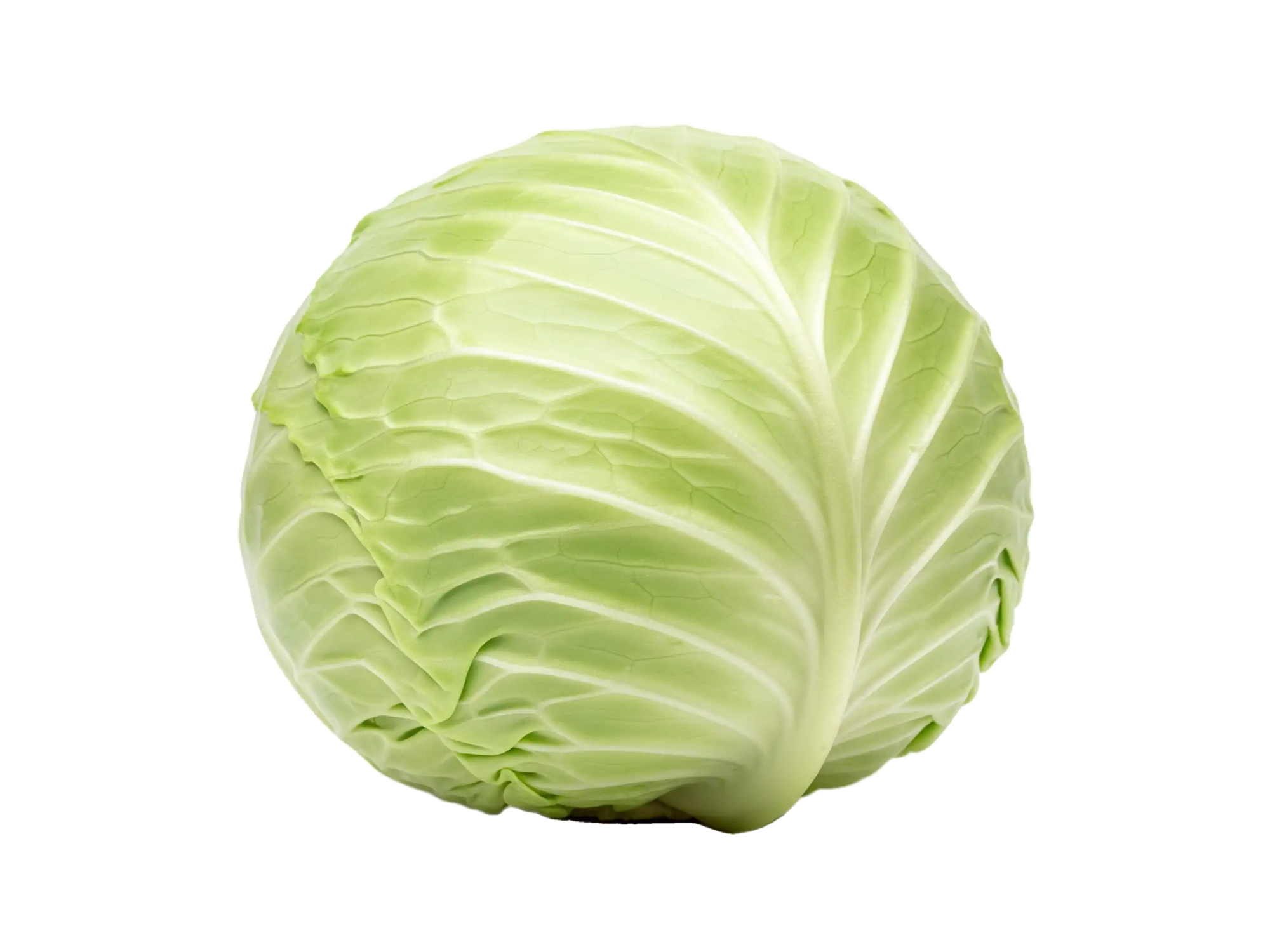 LECHUGA CAPUCHINA