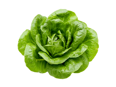 LECHUGA MANTECA