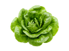 LECHUGA MANTECA
