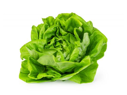 LECHUGA MANTECA