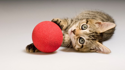 JUGUETES Y ACCESORIOS PARA GATOS